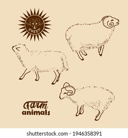 Domestic sheep. Vector illustration in retro style of farm animals-sheep, rams and lambs.
