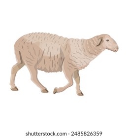 Domestic sheep walking side view. Farm animal. Vector illustration isolated on a white background