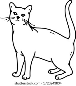 Domestic short-haired cat. Vector outline icon.