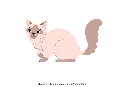 Domestic Siamese cat or kitten. Adorable Siamese Asian breed decorative cat cartoon character, flat vector illustration isolated on white background.