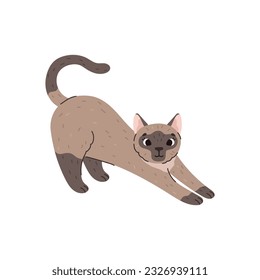 Domestic Siamese cat or kitten pushes its nails and stretches its back. Adorable Siamese Asian decorative cat, flat vector illustration isolated on white background.