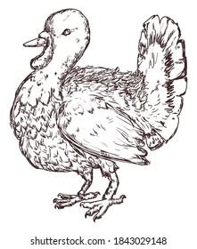Domestic turkey in hand drawn style, isolated over white background.