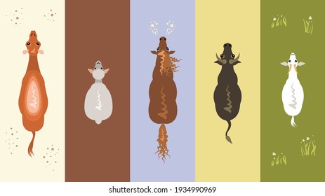 Domestic ungulates: camel, sheep, horse, cow, goat. Cartoon vector animals top view. Farm animals.