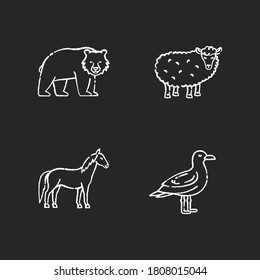Domestic and wild animals chalk white icons set on black background. Bear, seagull, horse and sheep. Mammals and bird. Forest wildlife and farm livestock. Isolated vector chalkboard illustrations