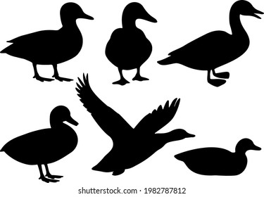 Domestic and wild ducks. Vector image. 