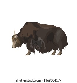 Domestic yak. Side view. Vector illustration isolated on white background