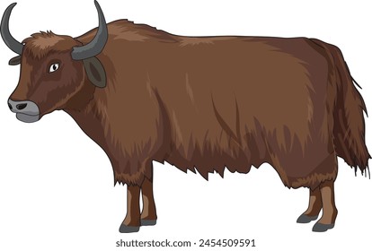 Domestic yak standing and looking fiercely