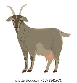 Domesticated animals. Goat. Farm pets. Household. Vector illustration. Isolated object on white background.