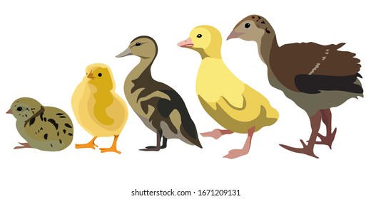 Domesticated birds collection, realistic vector poultry farming set, gosling duckling chick turkey quail illustration.