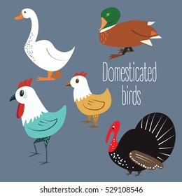 domesticated birds illustration. Character design of birds, poultry: cock, duck, goose and turkey. Vector cartoon illustration.
