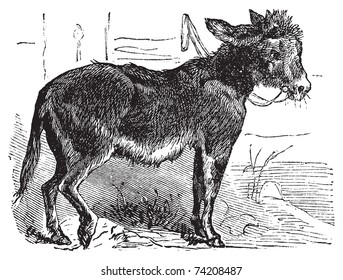 Domesticated donkey, ass, asinus vulgaris or Equus africanus asinus old vintage engraving. Donkey eating grass, engraved illustration in vector.