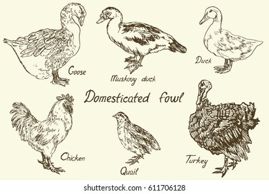Domesticated fowl set, Goose, Muscovy duck, Duck, Chicken (rooster), quail and turkey, sketch in pop art style, isolated vector illustration