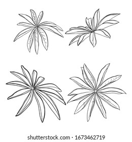 Domesticated home  and city forest seasonal leaves drawing set. Collections  of seasonal leaf. Floral design elements. Summer sale prints, vector.