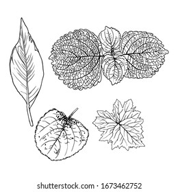Domesticated home  and city forest seasonal leaves drawing set. Collections  of seasonal leaf. Floral design elements. Summer sale prints, vector.