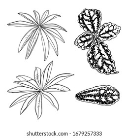 Domesticated home  and city forest seasonal leaves drawing set. Collections  of seasonal leaf. Floral design elements. Summer sale prints, vector.