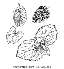 Domesticated home  and city forest seasonal leaves drawing set. Collections  of seasonal leaf. Floral design elements. Summer sale prints, vector.