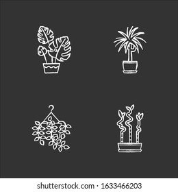 Domesticated plants chalk white icons set on black background. Houseplants. Ornamental indoor plants. Home decor. Pothos, dracaena. Monstera, lucky bamboo. Isolated vector chalkboard illustrations