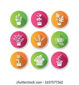 Domesticated plants flat design long shadow glyph icons set. Houseplants. Decorative indoor plants. African violet, ficus, monstera. Peace lily, pothos, yucca. Silhouette RGB color illustration