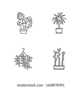 Domesticated plants pixel perfect linear icons set. Houseplants. Pothos, dracaena. Monstera, bamboo. Customizable thin line contour symbols. Isolated vector outline illustrations. Editable stroke