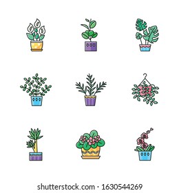 Domesticated plants RGB color icons set. Houseplants. Decorative indoor plants. Natural home, office decor. African violet, ficus, monstera. Peace lily, pothos, yucca. Isolated vector illustrations