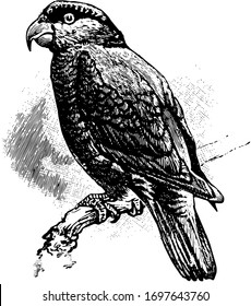 Domicella or purple naped lory is a monotypic species of parrot in the family Psittaculidae, vintage line drawing or engraving illustration.