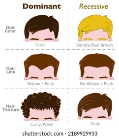 Dominant recessive genes. Hair traits, alleles. Genetic, dominance. Human head, color, dark, brunette, brown, blonde. Line, widow 's peak. Texture wavy, curly, strait. Hairstyle. Illustration vector