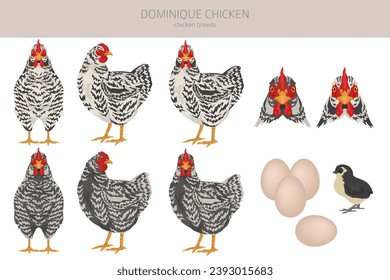 Dominique Hühnchen züchtet Clipkunst. Geflügel und Nutztiere. Verschiedene Farben eingestellt.  Vektorgrafik