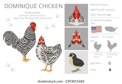 Dominique Chicken breeds clipart. Poultry and farm animals. Different colors set.  Vector illustration