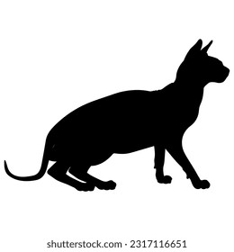 Don Sphynx cat silhouette cat breeds vector pet