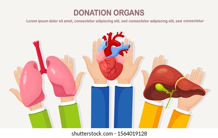 Donation organs. Doctors hands hold donor lungs, heart, liver for transplantation. Cardiac, respiratory, hepatic, digestive disease, cancer. Volunteer aid for the patient. Vector cartoon design