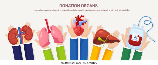 Donation Organs. Doctors Hands Hold Donor Lungs, Heart, Liver Blood Bag Kidneys For Transplantation. Cardiac Respiratory Hepatic Digestive Disease, Cancer. Volunteer Aid For Patient Vector Flat Design