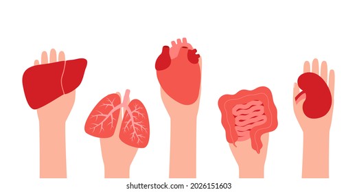 Donation organs liver, lungs, heart, intestine gut and kidney. Hands hold donor organs. Volunteer donate, help for patient. Vector illustration