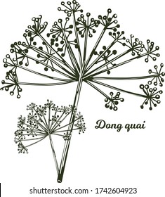 Dong quai female ginseng Angelica sinensis herb belonging to family Apiaceae, indigenous to China, vector illustration. Yellowish brown root of plant harvested in asia, Chinese medicine plant