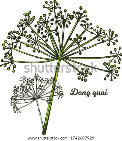 Dong quai female ginseng Angelica sinensis herb belonging to family Apiaceae, indigenous to China, vector illustration.  Chinese medicine plant