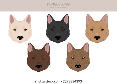 Donggyeongi clipart. All coat colors set.  All dog breeds characteristics infographic. Vector illustration