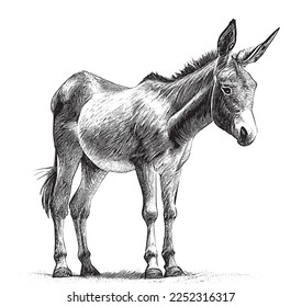 Donkey animal hand drawn engraving sketch Vector illustration. svg