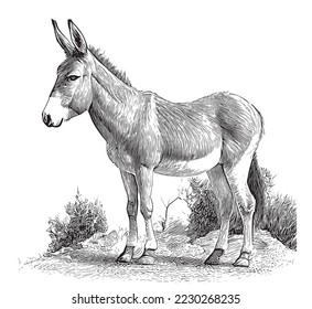 Esbozo de animales de burro dibujado a mano, ilustración vectorial de estilo grabado.