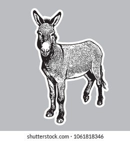 Donkey - black and white portrait in front view.
Cute farm animal in engraving style. Vector illustration together with a large raster image.