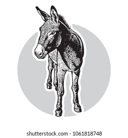 Donkey - black and white portrait in front view.
Cute farm animal in engraving style. Vector illustration together with a large raster image.