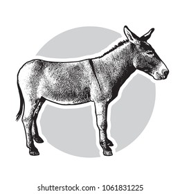 Donkey - black and white side view.
Cute farm animal in profile in engraving style. Vector illustration together with a large raster image.