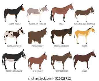 Donkey breed isolated icon set. Animal farming. Flat design. Vector illustration