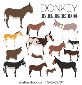 Donkey breeds icon set. Animal farming. Flat design. Vector illustration
