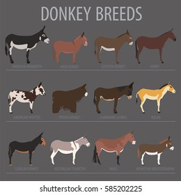 Donkey breeds icon set. Animal farming. Flat design. Vector illustration