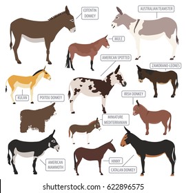 Donkey Breeds Icon Set Animal Farming Stock Vector (Royalty Free ...