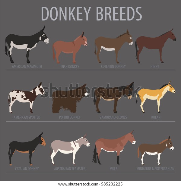 Donkey Breeds Icon Set Animal Farming Stock Vector (Royalty Free) 585202225