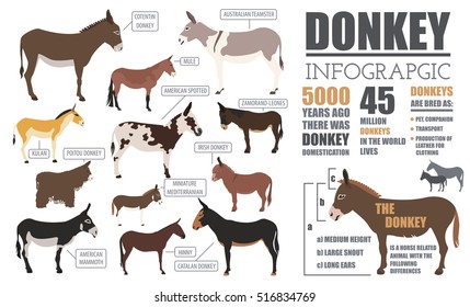 Donkey breeds infographic template. Animal farming. Flat design. Vector illustration