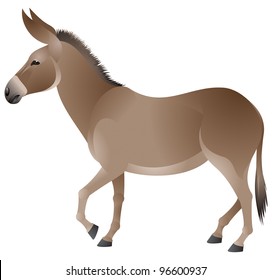 Donkey color vector image