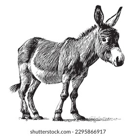 Donkey cute hand drawn sketch illustration Domestic animals