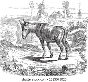 Donkey, From the Dictionary of Word and Things, 1888.