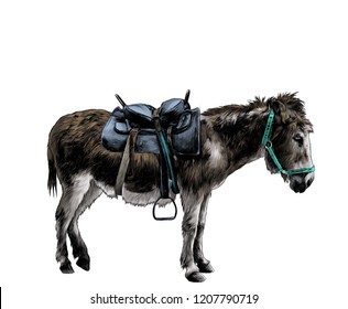 donkey dressed in outfit stands sideways in full-length profile, sketch vector graphic color illustration on white background